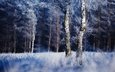 природа, дерево, лес, зима, иней