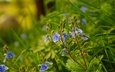 трава, природа, весна, голубые цветы, вероника дубравная