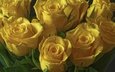 цветы, розы, букет, желтые