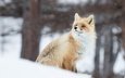 снег, зима, рыжая, лиса, лисица, животное, ветер, боке