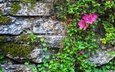 цветы, листья, стена, камень, мох, азалия