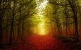 свет, дорога, деревья, лес, листья, туман, осень, цвет
