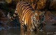 тигр, хищник, полосатый, мокрый, в воде