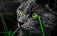 трава, кот, мордочка, усы, кошка, взгляд, зеленые глаза, черный кот