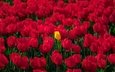 цветы, весна, тюльпаны, много, красные тюльпаны, желтый тюльпан
