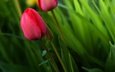 цветы, зелень, бутон, весна, тюльпан