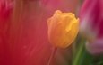 желтый, фон, цветок, лепестки, размытость, тюльпан