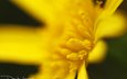 желтый, макро, цветок, лепестки, тычинки, davide lopresti