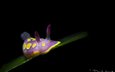 фиолетовый, темный фон, моллюск, подводный мир, davide lopresti, голожаберное