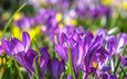 цветы, весна, фиолетовые, крокусы, крокус, шафран