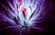 цветок, фиолетовый, хризантема, крупным планом