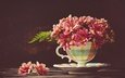 цветы, блюдце, чашка, хризантемы
