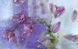 цветы, капли, лепестки, тюльпаны, стекло, композиция