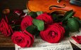 цветы, розы, ноты, скрипка, лист, музыкальный инструмент