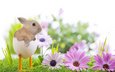 цветы, трава, природа, весна, ножки, кролик, пасха, праздник, скорлупа