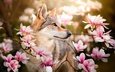 цветы, ветки, собака, весна, магнолия, dackelpuppy, чехословацкая волчья, чехословацкий влчак, chinua