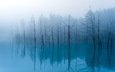 деревья, озеро, отражение, туман, тишина