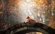 лес, парк, мост, осень, собака, золотистый ретривер, анна аверьянова