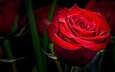макро, цветок, роза, красная, темный фон
