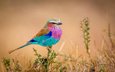 природа, фон, разноцветная, птица, птичка, сизоворонка, сиреневогрудая, flying rainbow