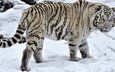 тигр, глаза, морда, снег, взгляд, хвост, белый тигр