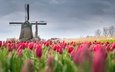 цветы, поле, мельница, весна, тюльпаны, нидерланды