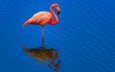 вода, отражение, фон, фламинго, птица, клюв, перья, шея, розовый фламинго