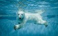 вода, лапы, взгляд, медведь, белый медведь, полярный, северный