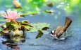 вода, листья, цветок, лягушка, птица, лотос, пруд, тропики, боке, бюльбюль, птицы мира, fuyi chen