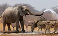 вода, слон, хобот, зебры, антилопы