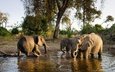 животные, слон, семья, слоны, водопой, полив
