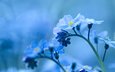 цветы, природа, фон, голубые, незабудка