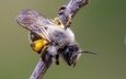 природа, макро, насекомое, фон, крылья, усики, пчела