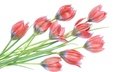 цветы, бутоны, весна, тюльпаны, белый фон