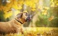 листья, осень, собака, профиль, ошейник, кленовый лист, боксер, осенние листья
