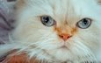 мордочка, кошка, взгляд, голубые глаза, гималайская кошка