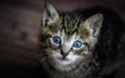 мордочка, кошка, взгляд, котенок, малыш, голубые глаза
