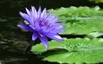 отражение, цветок, сиреневый, кувшинка, нимфея, водяная лилия