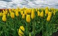 цветение, поле, весна, тюльпаны, желтые, нидерланды, голландия