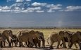 природа, африка, слоны, стадо
