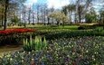 природа, парк, весна, тюльпаны, нарциссы, клумбы, мускари