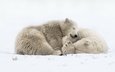 снег, природа, сон, медведи, белый медведь