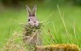 трава, природа, фон, кролик, заяц, nesting rabbit
