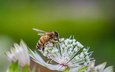 цветы, природа, насекомое, фон, пчела, jazzmatica