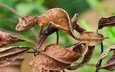 ящерица, геккон, маскировка, сухие листья, листохвостый геккон
