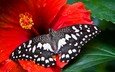 насекомое, цветок, бабочка, крылья, гибискус