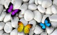 камни, галька, разноцветные, крылья, насекомые, бабочки