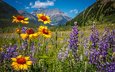 цветы, горы, природа, пейзаж, парк, луг, канада, национальный парк, уотертон