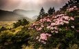 цветы, горы, природа, туман, тайвань, азалия, рододендрон, jeff lee