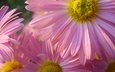 цветы, лепестки, ромашка, розовые, крупным планом, пиретрум розовый, персидская ромашка, пиретрум